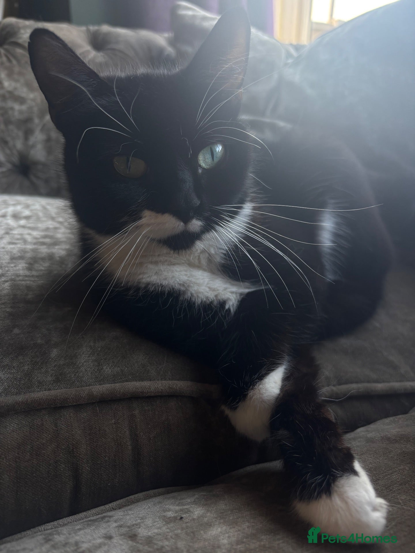 Mixed Breed cats Female Kitten - Advert 3