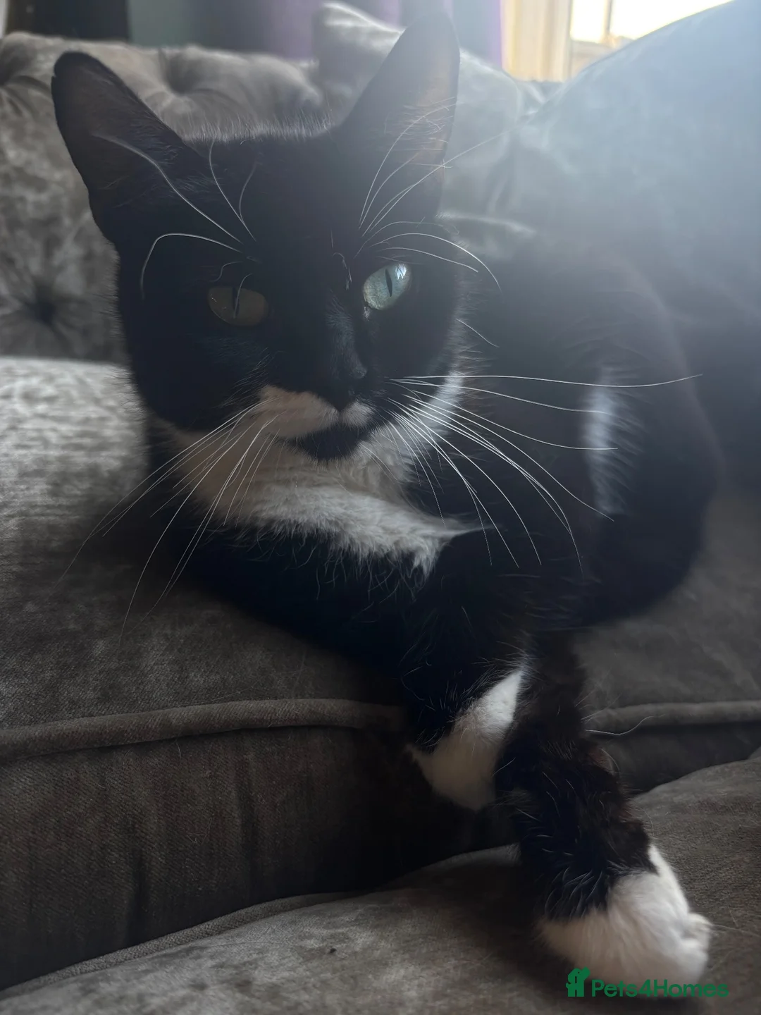 Mixed Breed cats for sale: Female Kitten in Stoke-on-Trent - Advert 1