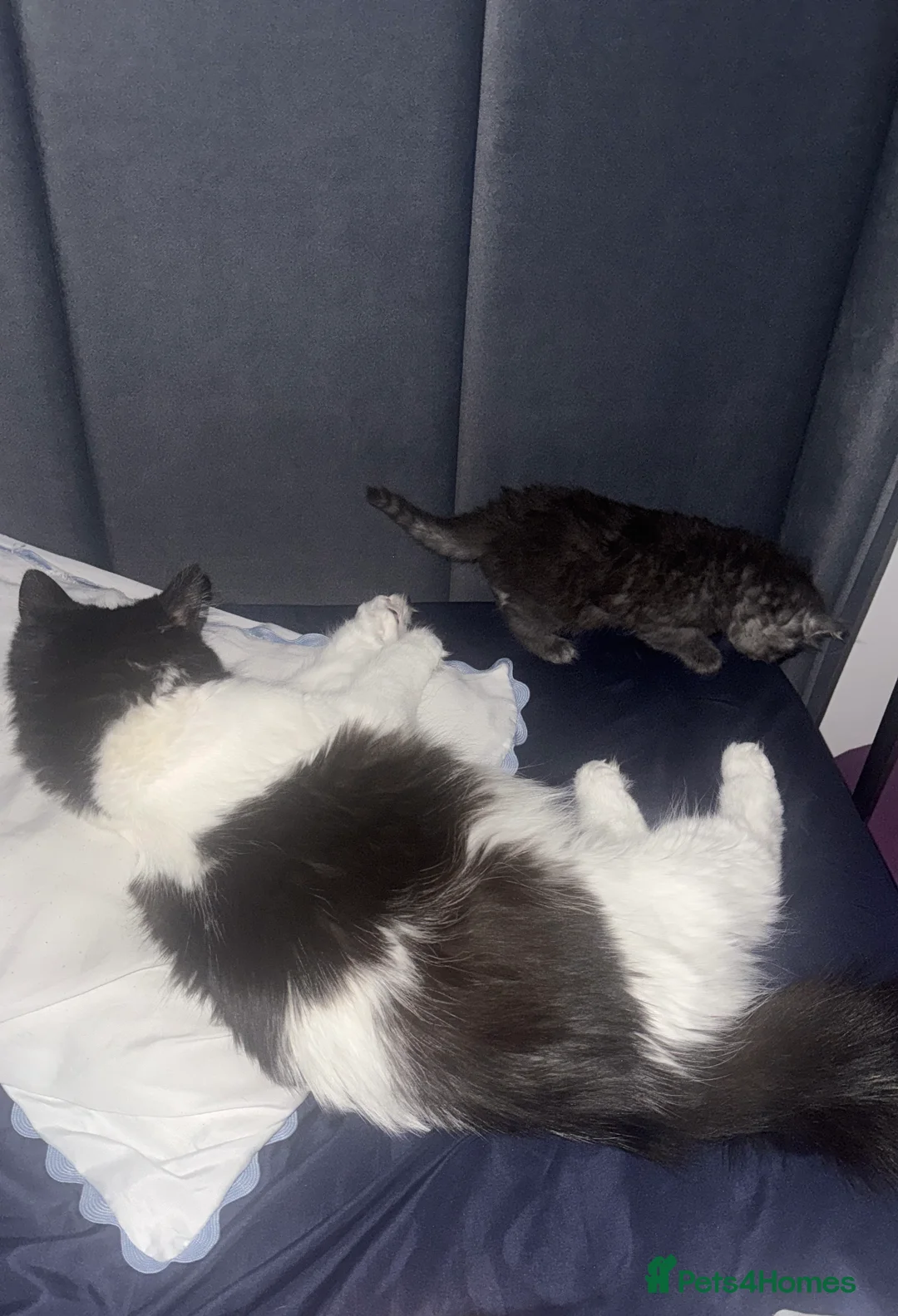 Mixed Breed cats for sale: Male kitten  - Advert 2