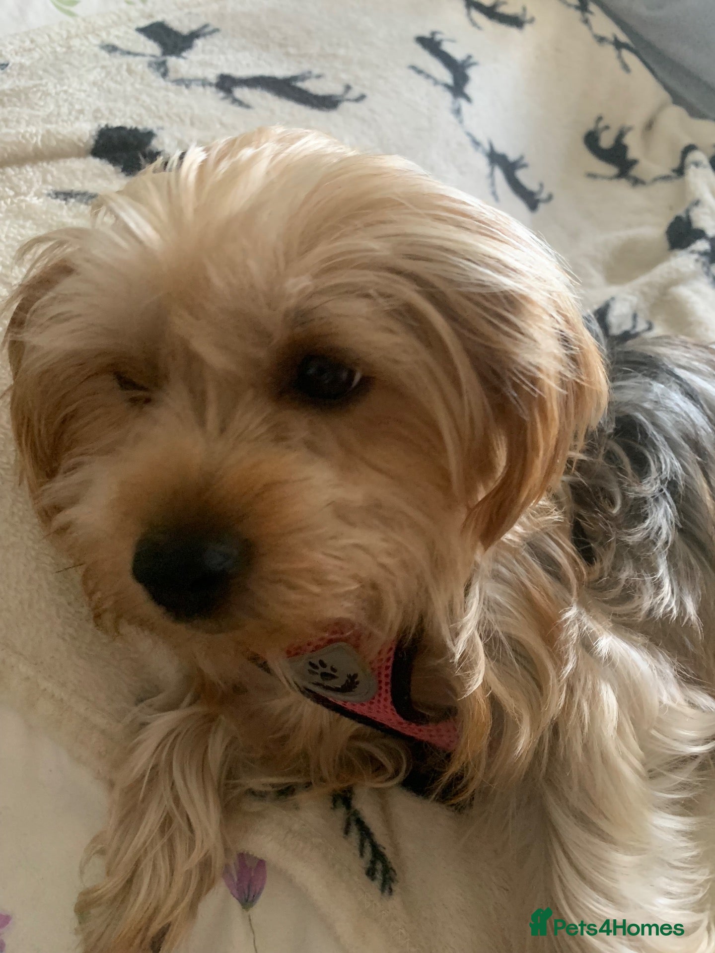 Yorkshire Terrier dogs yorkshire terrier puppys - Advert 2