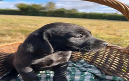 Labrador Retriever dogs for sale: Beautiful Working Labrador Puppies KC Registered  - Image 11
