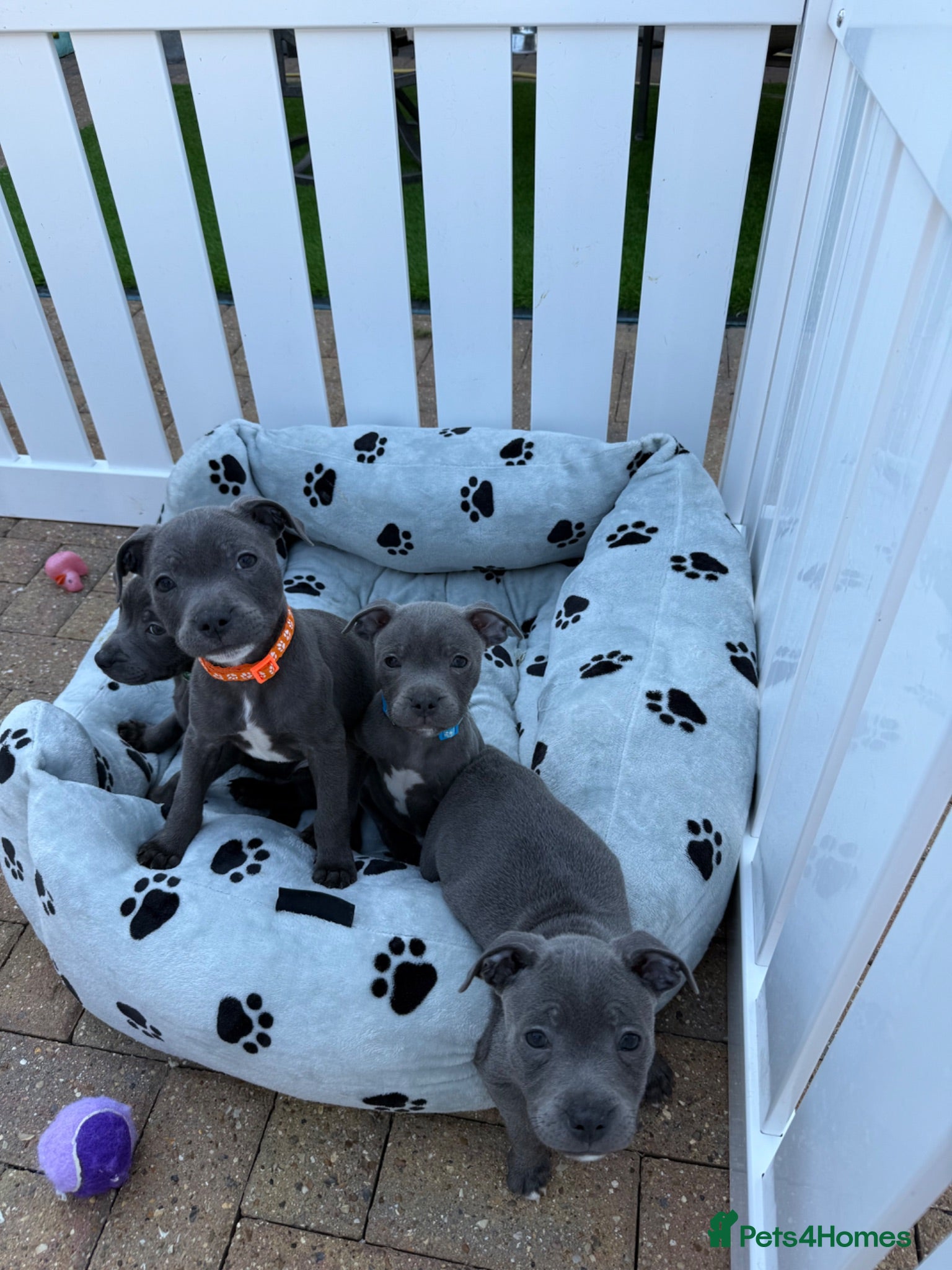 Staffordshire Bull Terrier dogs KC Health Tested SBT Puppies. - Advert 2