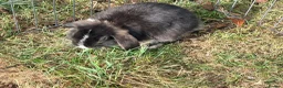 Mixed Breed rabbits for sale: Two female lop bunnies  in Redditch - Advert 2