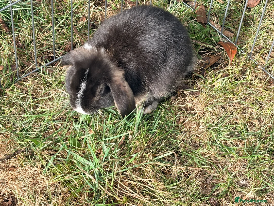 Mixed Breed rabbits for sale: Two female lop bunnies  in Redditch - Advert 2