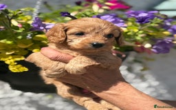 Cavapoo dogs for sale: Ready Now F1 Cavapoo boy - Image 5