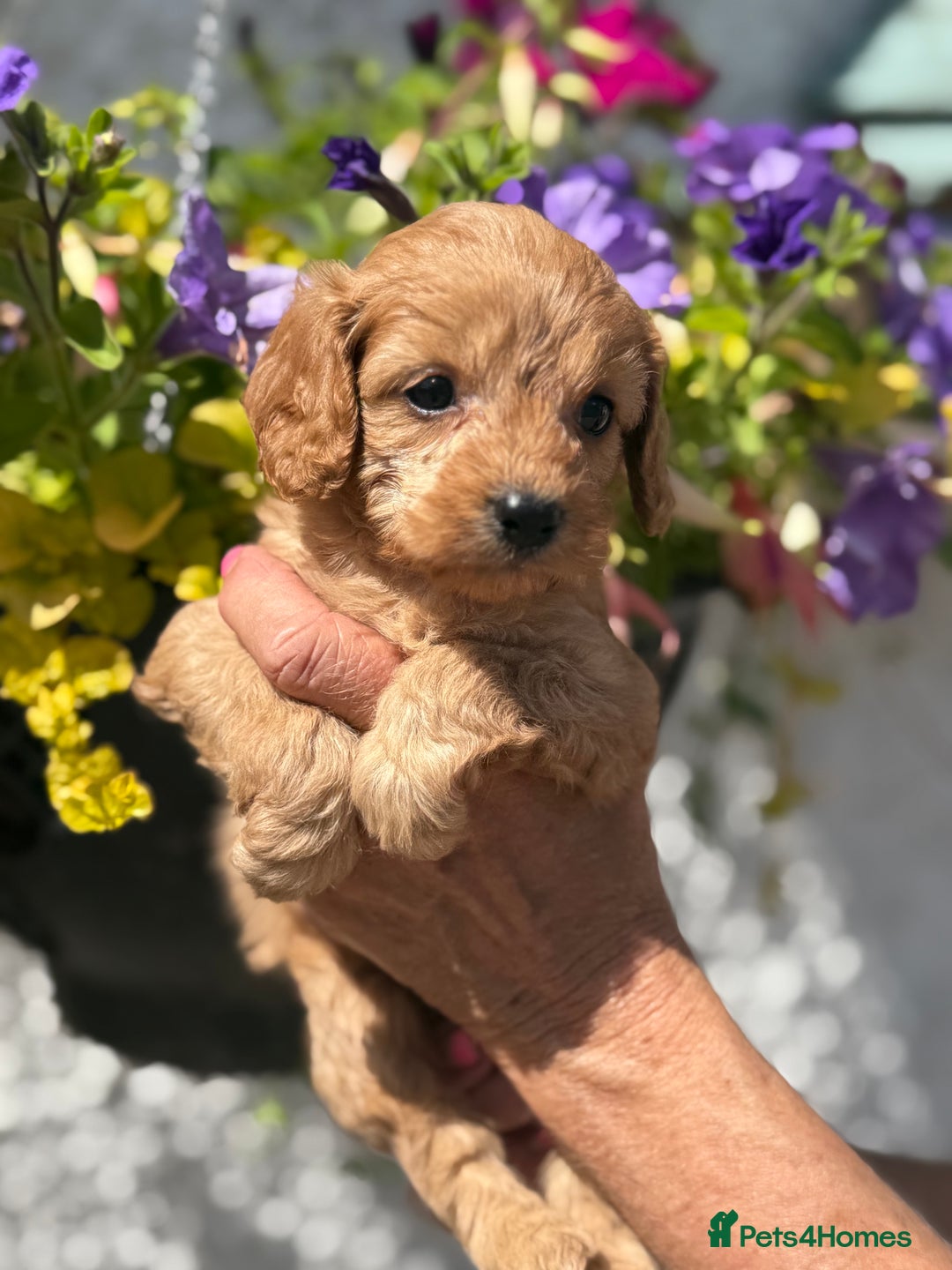 Cavapoo dogs for sale: Ready Now F1 Cavapoo boy - Image 5