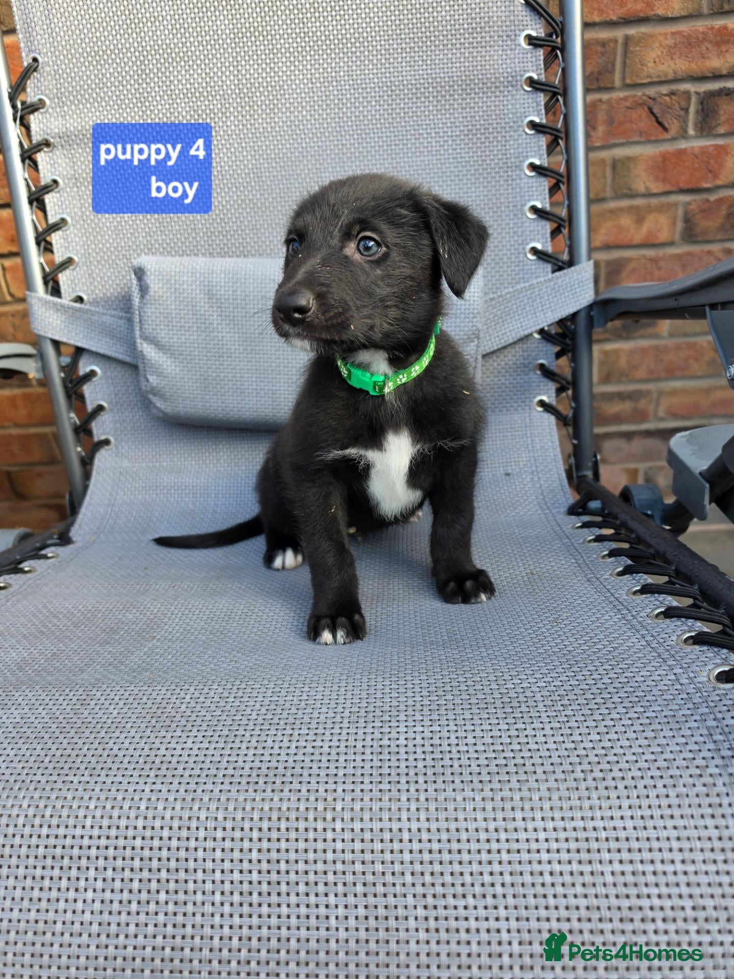 Mixed Breed dogs Lurcher Puppies for sale taunton  - Advert 1