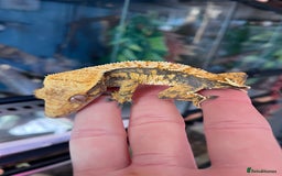 Gecko reptiles for sale: Crests geckos ford sale  - Image 15