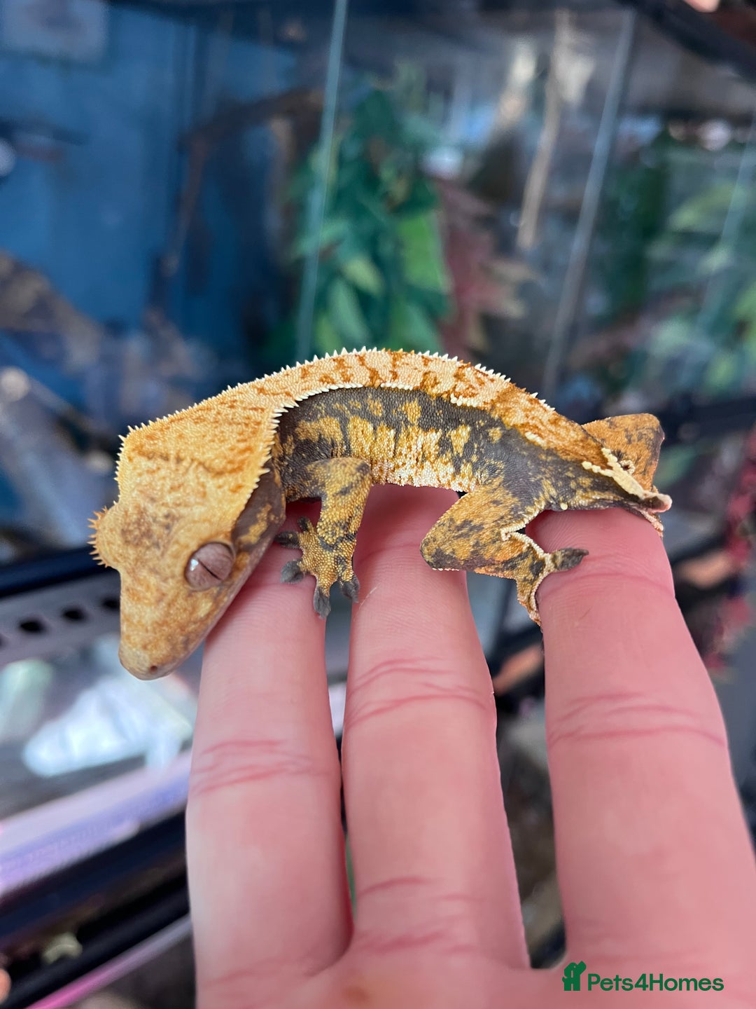 Gecko reptiles for sale: Crests geckos ford sale  - Image 15