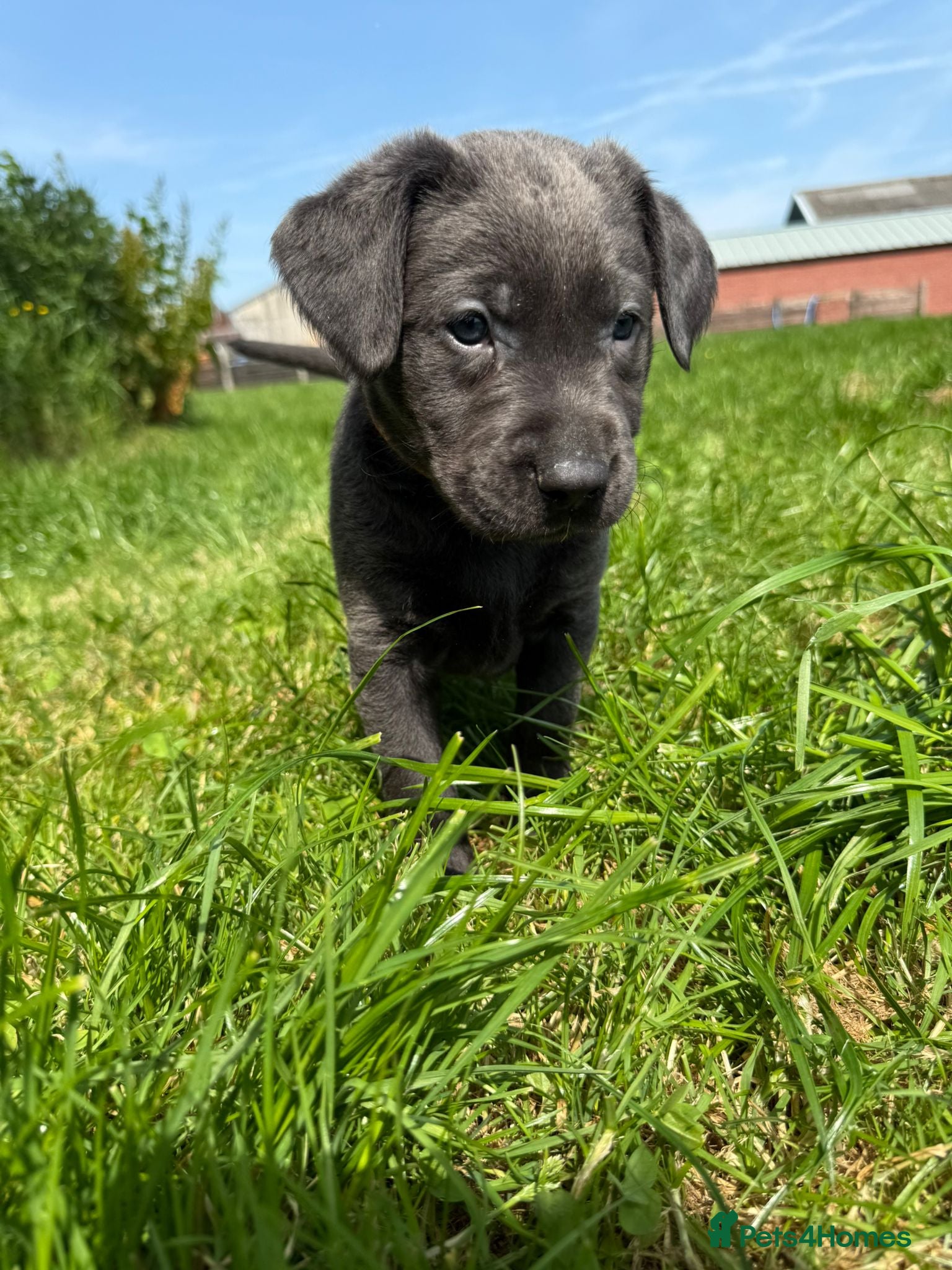 Labrador Retriever dogs RARE Stunning Silver & Charcoal Labrador Boy pups - Advert 1