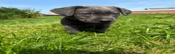 Labrador Retriever dogs for sale: RARE Stunning Silver & Charcoal Labrador Boy pups - Advert 2
