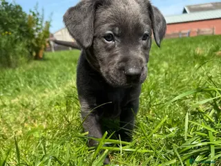 Labrador Retriever dogs RARE Stunning Silver & Charcoal Labrador Boy pups - Advert 6