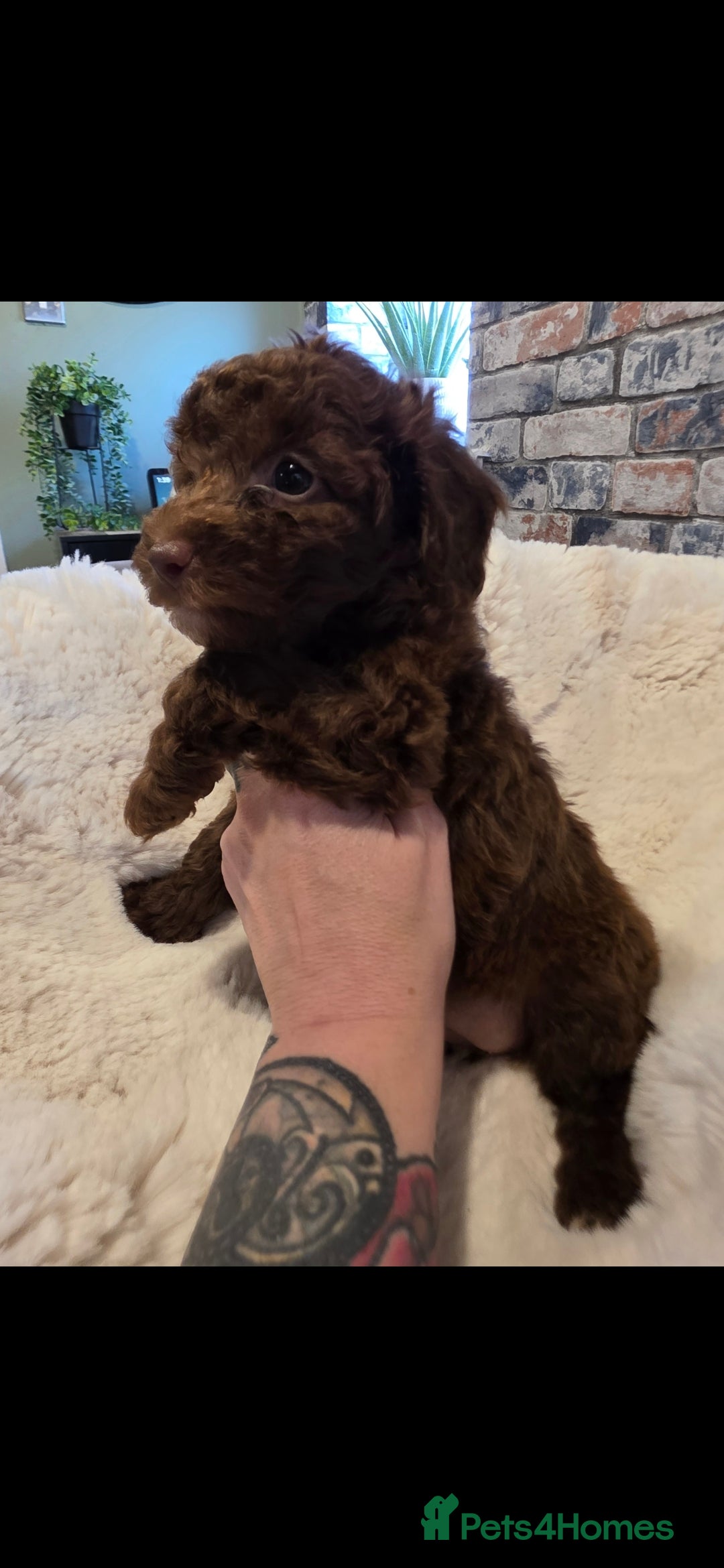 Cockapoo dogs for sale: F1b toy cockapoo puppies ready 3/11/25 - Image 14