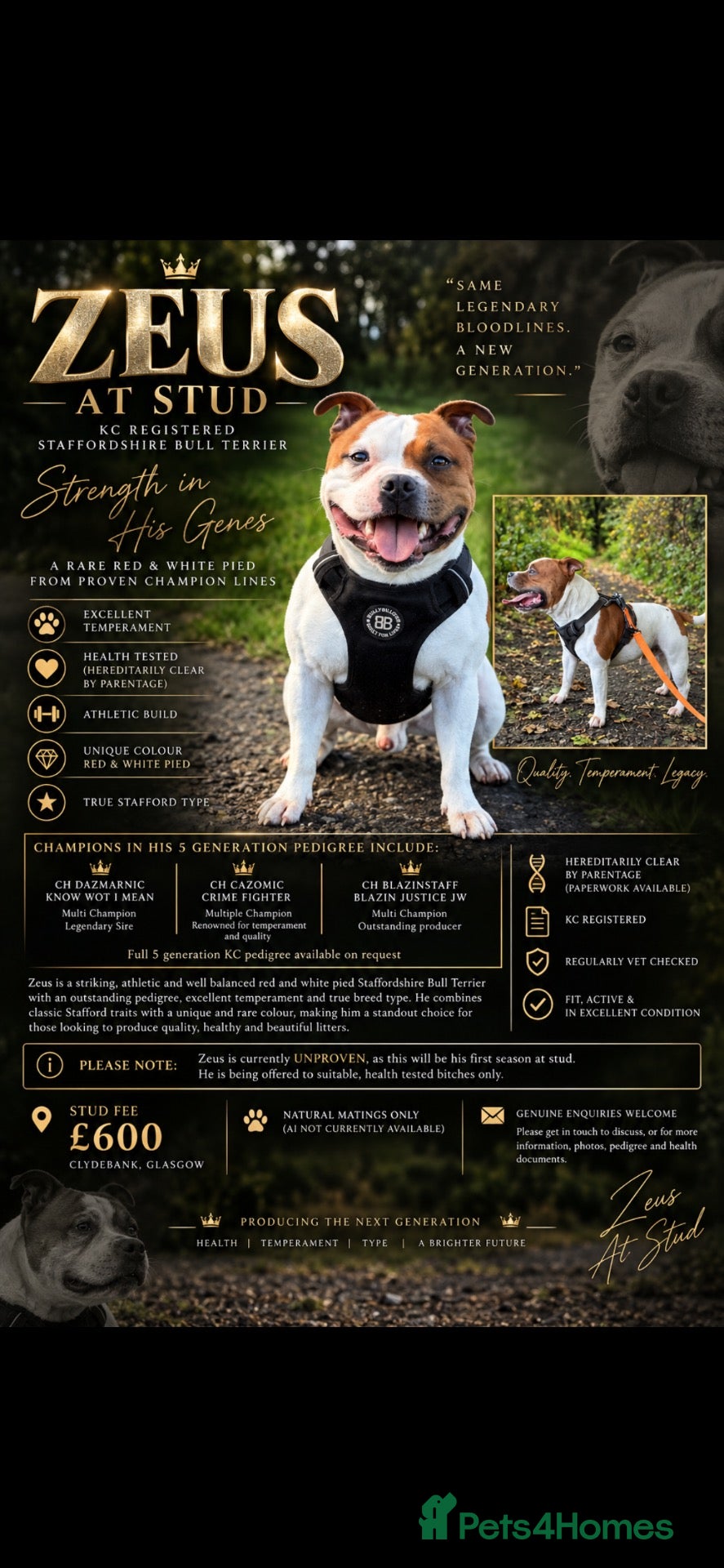 Staffordshire Bull Terrier dogs Top quality Staffordshire bull terrier  - Advert 1
