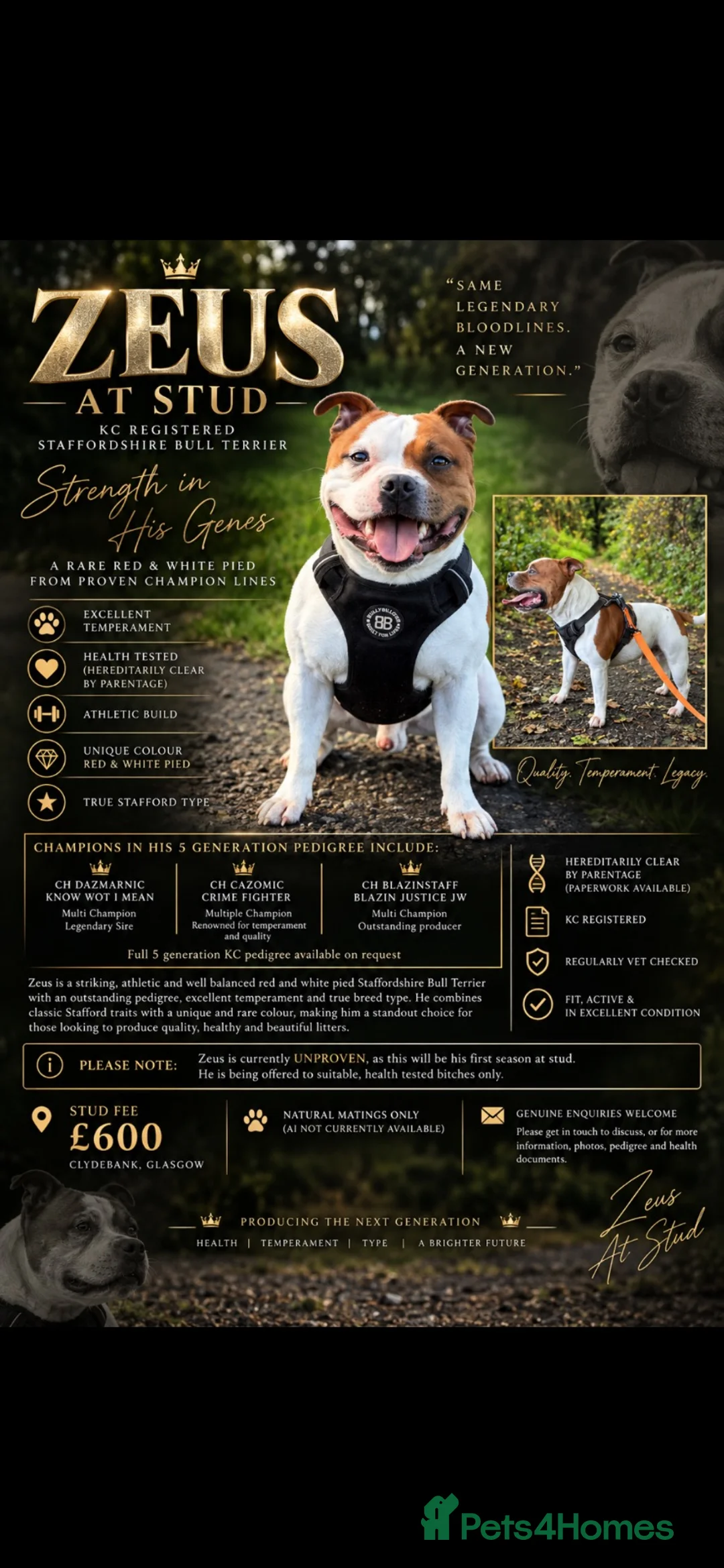 Staffordshire Bull Terrier dogs for stud: Top quality Staffordshire bull terrier  in Clydebank - Advert 1