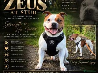 Staffordshire Bull Terrier dogs Top quality Staffordshire bull terrier - Advert 1