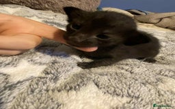 Oriental cats for sale:  GCCF Oriental Kittens For Sale - Image 14