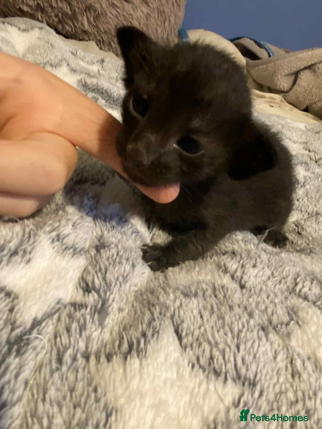 Oriental cats for sale:  GCCF Oriental Kittens For Sale - Image 14