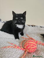 Mixed Breed cats Friendly kittens different ages - ready now - Advert 5