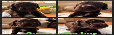 Cockapoo 4