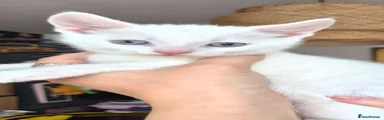 Boy 2