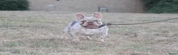 French Bulldog dogs for stud: Isabella Merle french bulldog stud - Advert 5