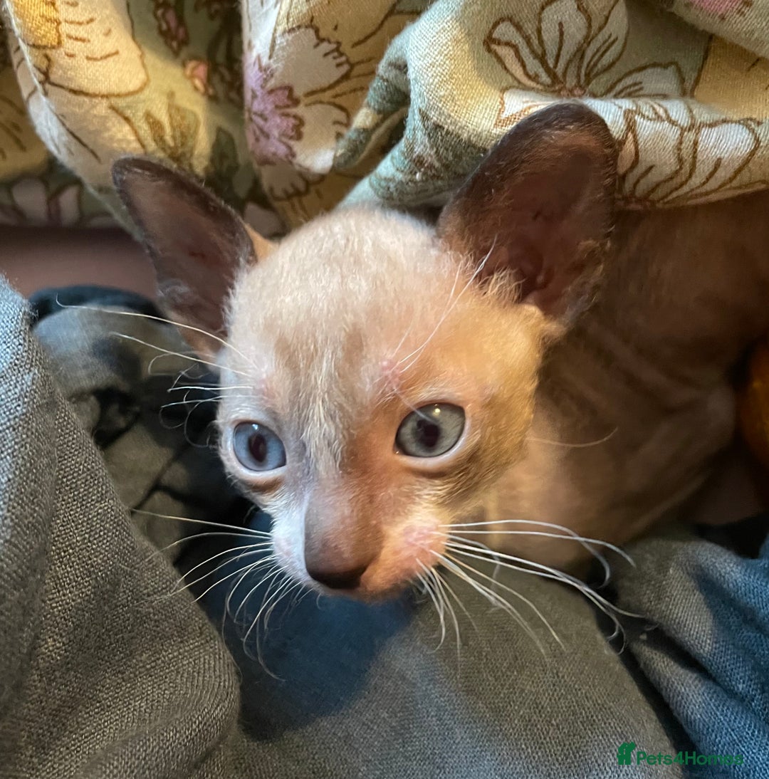 Cornish Rex cats for sale: Cornish Rex boys x2  - Image 1