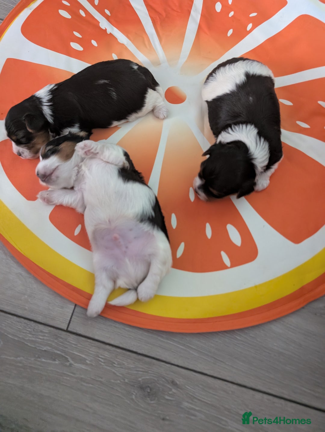 Biewer Terrier dogs for sale: Biewer terrier puppies  - Image 6