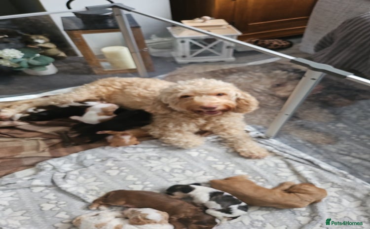 Cockapoo dogs Female cockerpoos  - Advert 1