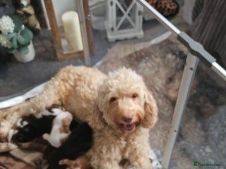 Cockapoo dogs Female cockerpoos - Advert 1