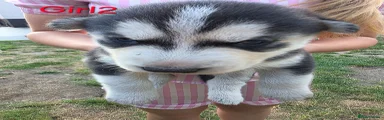 Siberian Husky 5