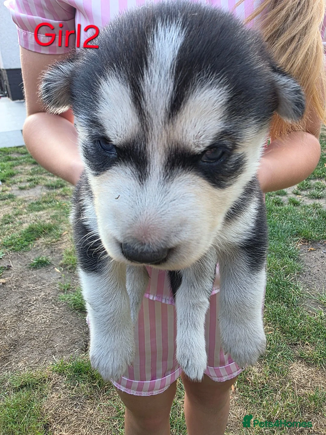 Siberian Husky dogs for sale: Siberian husky  - Advert 11