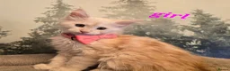 Maine Coon cats for sale: Amazing pure bread Maine Coons kittens  - Advert 16