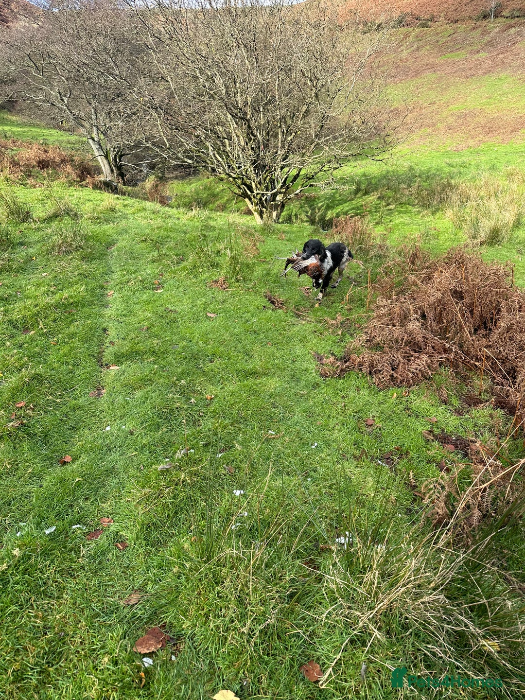 English Springer Spaniel dogs for sale: KC English Springer spaniel puppies  - Advert 5