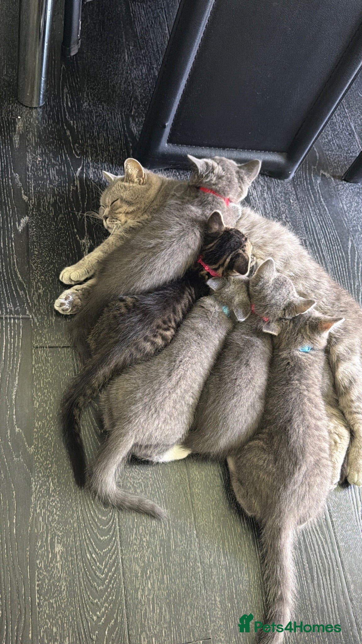 British Shorthair cats 5 beautiful BSH kittens, 2 girls & 1 boy left - Advert 1