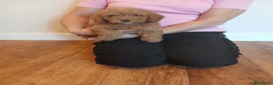 Cockapoo 2