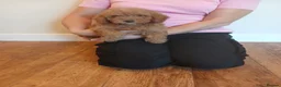 Cockapoo dogs for sale: Cockapoo puppies  - Advert 4
