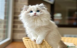 Ragdoll cats for sale: Blue lynx BIC girl  - Image 1