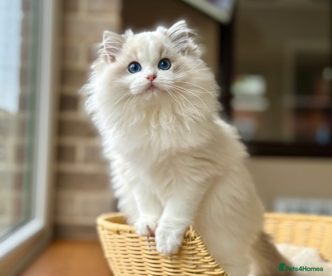 Ragdoll cats for sale: Blue lynx BIC girl  - Image 1