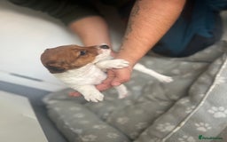 Jack Russell dogs for sale: 2 beautiful pups for sale  - Image 8