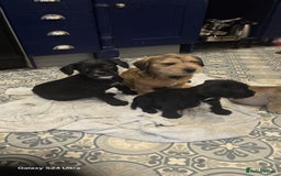 Mixed Breed dogs for sale: froodle french bulldog x poodle - Image 10