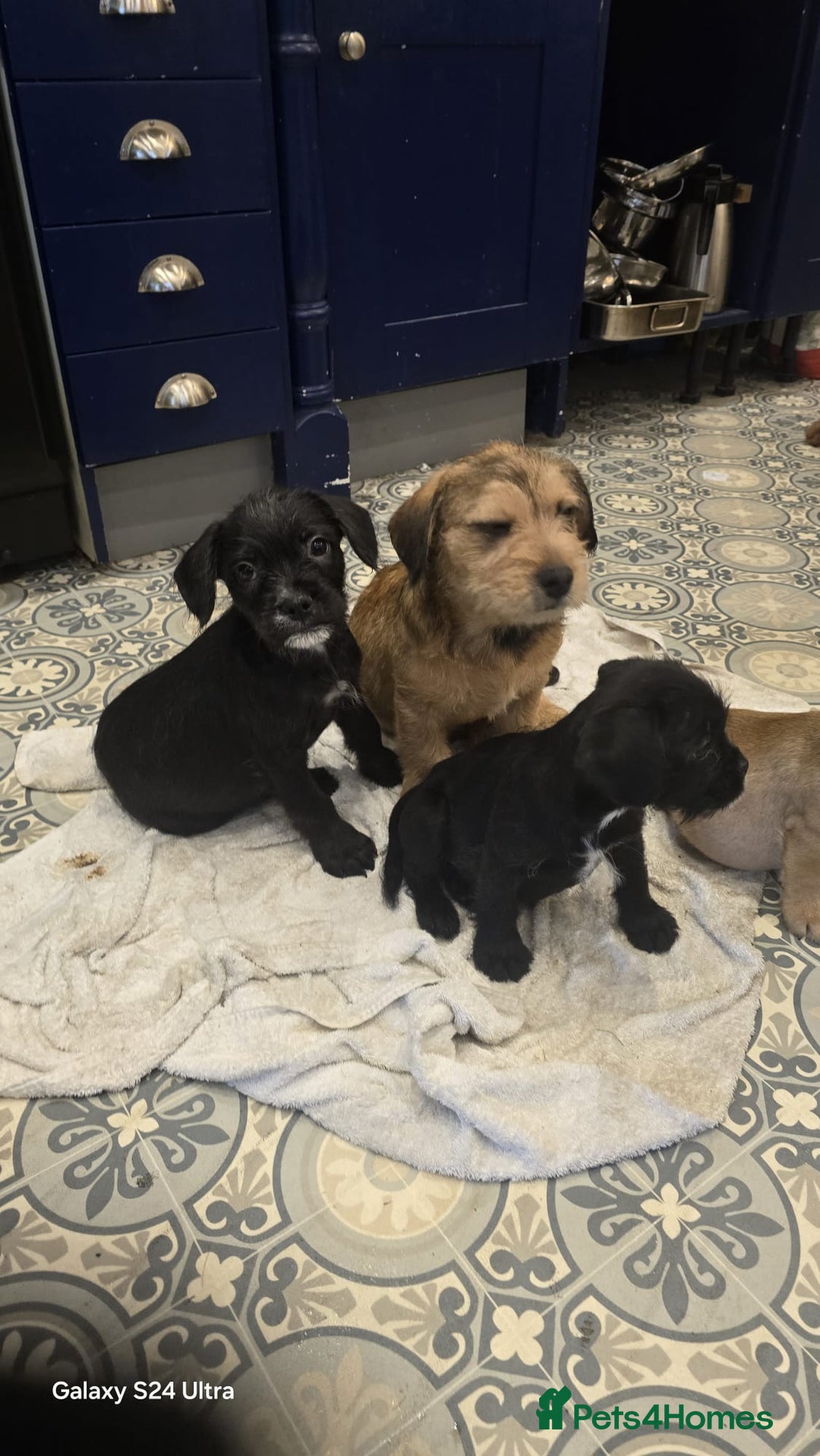 Mixed Breed dogs for sale: froodle french bulldog x poodle - Image 10