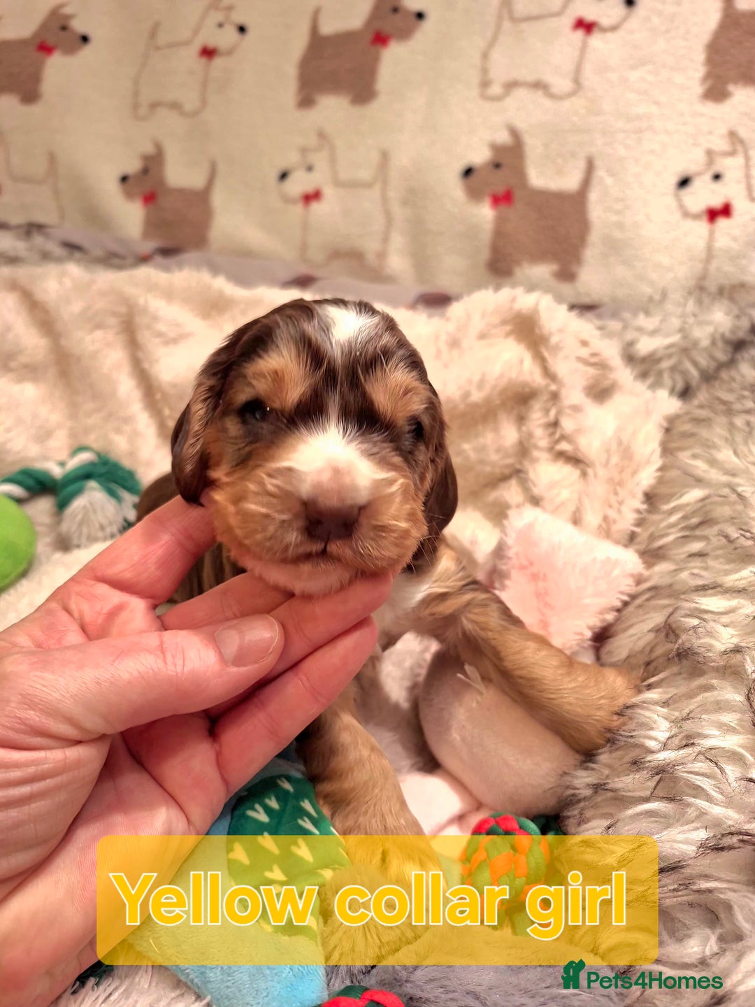 Cocker Spaniel dogs for sale: KC Registered Stunning Show tipe cocker spaniel  - Advert 13