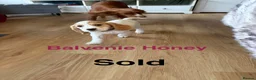 Cocker Spaniel dogs for sale: KC Lemon Roan Cockers from Champion Lines in Ellon - Advert 4
