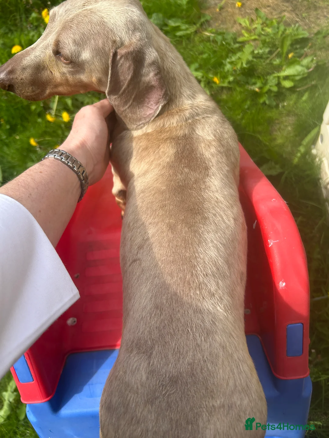 Miniature Dachshund dogs for stud: ⭐️ TRIGGER⭐️ smooth hair Isabella & Tan STUD in Mexborough - Advert 29