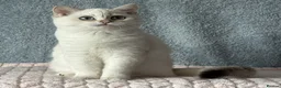 British Shorthair cats for sale: TICA Beautiful British Shorthair Kittens - Advert 5