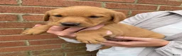 Labrador Retriever dogs for sale: Outstanding litter of fox red Labrador puppies  - Advert 3
