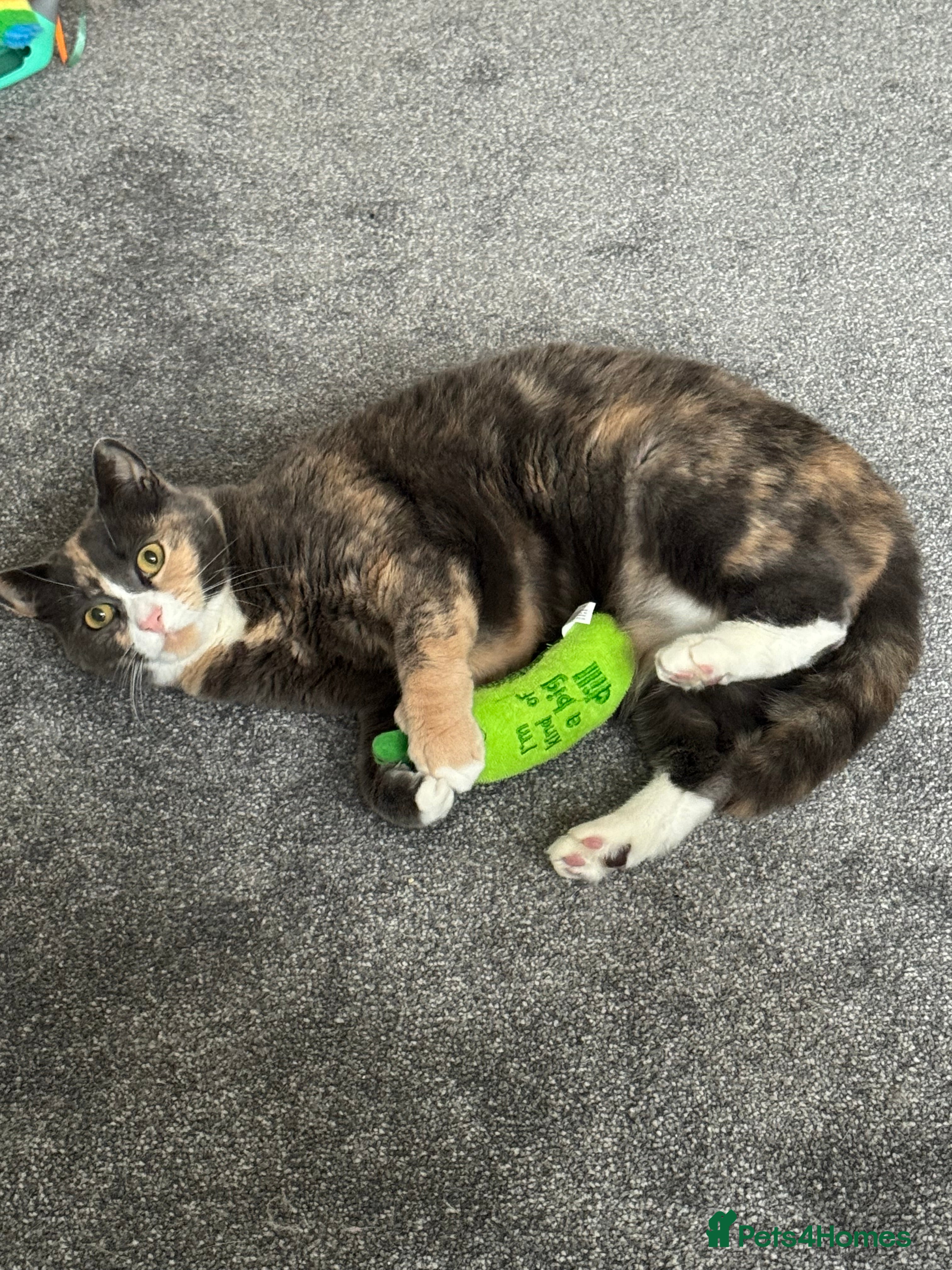 Mixed Breed cats Luna 🤍 5yrs old  - Advert 3