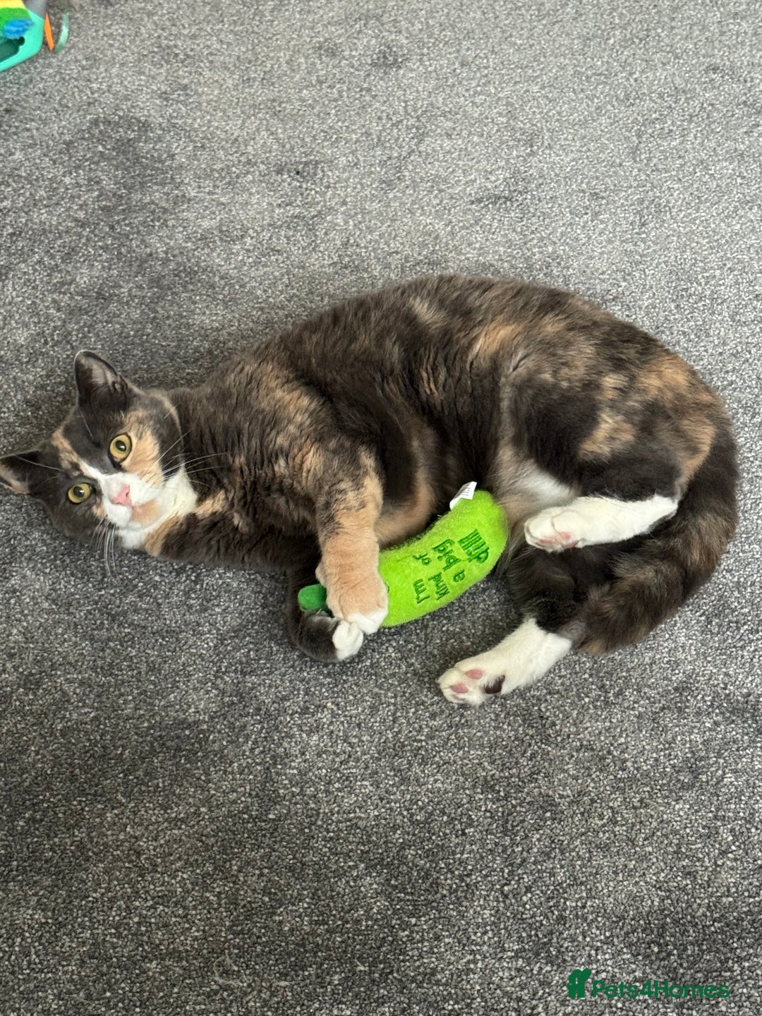 Mixed Breed cats for sale: Luna 🤍 5yrs old  - Advert 1