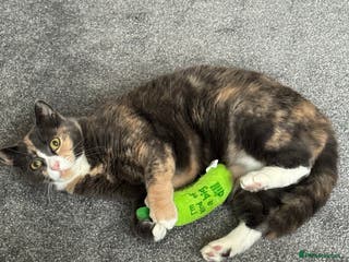 Mixed Breed cats Luna 🤍 5yrs old - Advert 4